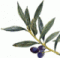 Tinoire's Avatar